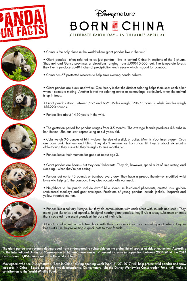 Cookies & Clogs | Born in China Printable Fun Facts and baby panda video clip.