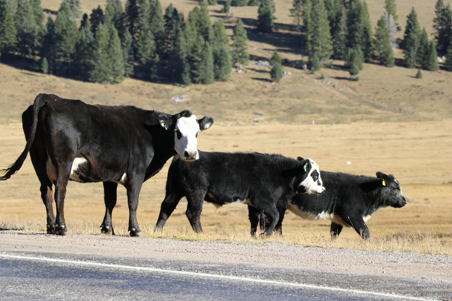 New Mexico to Colorado Family Road Trip in the 2017 Nissan Rogue Sport — Cows crossing the road