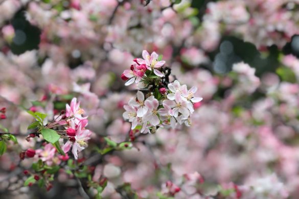 iPhone 8 Plus Portrait mode - 2x telephoto flower similar to cherry blossom