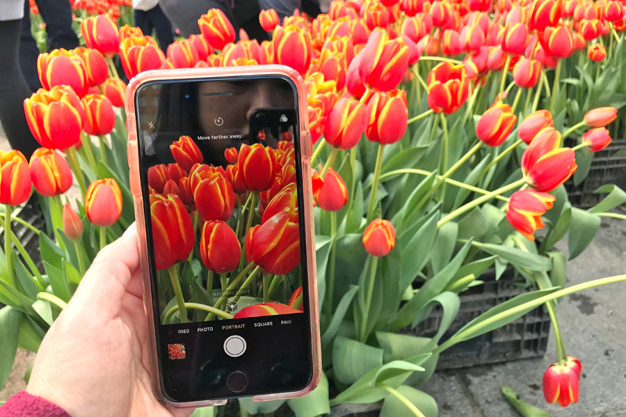 iPhone 8 Plus Portrait mode - Orange Tulips