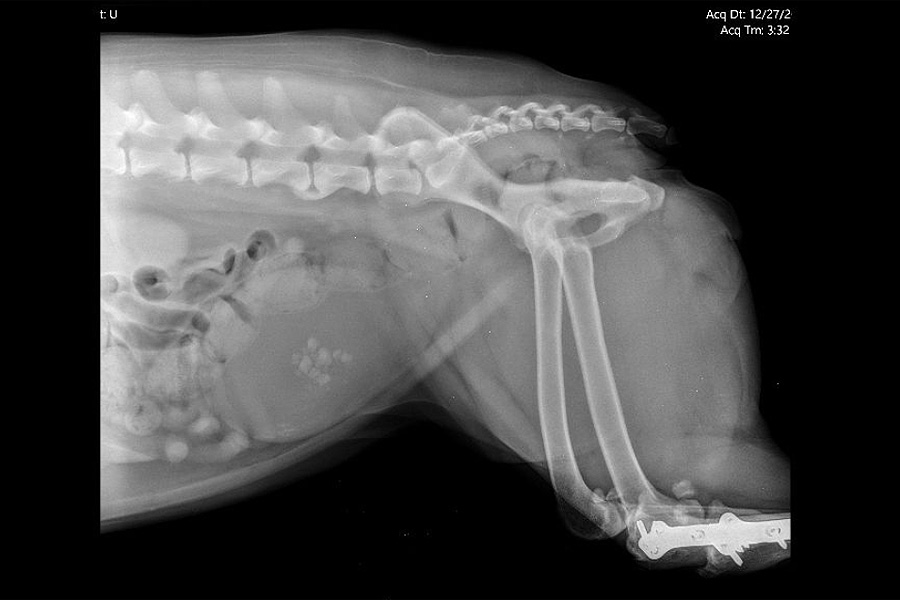 Bladder Stones in Dogs: Surprise Urinary Tract Infection and bladder stone removal surgery aka Cystotomy x-ray