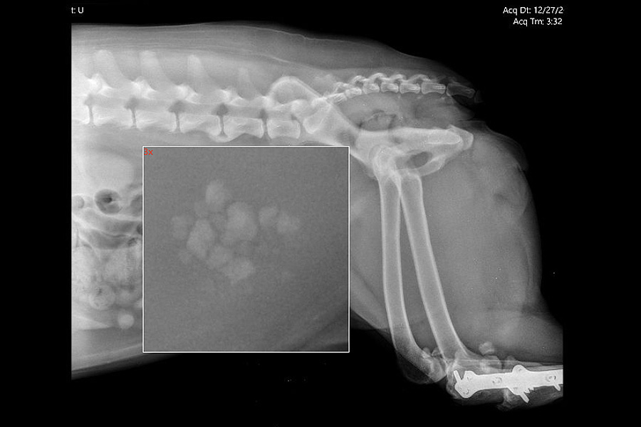 Bladder Stones in Dogs: Surprise Urinary Tract Infection and bladder stone removal surgery aka Cystotomy x-ray zoom