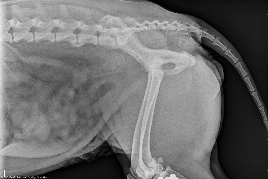 Bladder Stones in Dogs: Surprise Urinary Tract Infection and bladder stone removal surgery aka Cystotomy ultrasound