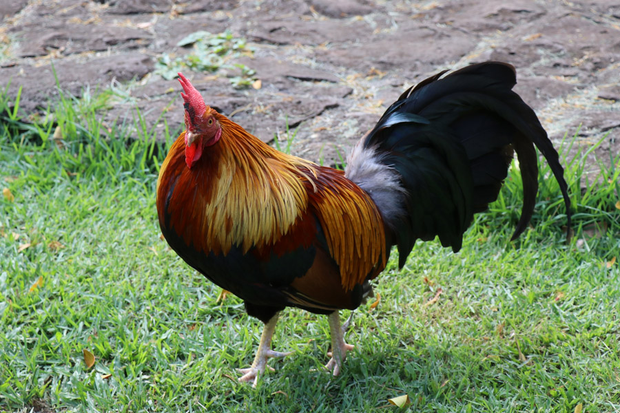 Taking the Allerton Garden Tour in Lawai Valley on the South Shore. 1 of 3 National Tropical Botanical Gardens in Kauai Hawaii. Rooster