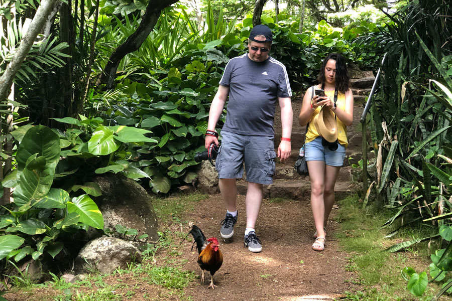 Taking the Allerton Garden Tour in Lawai Valley on the South Shore. 1 of 3 National Tropical Botanical Gardens in Kauai Hawaii. Rooster joins tour group