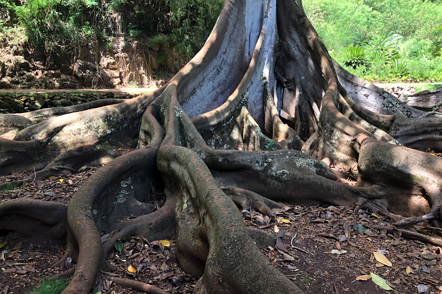Taking the Allerton Garden Tour in Lawai Valley on the South Shore. 1 of 3 National Tropical Botanical Gardens in Kauai Hawaii. Moreton Bay fig trees Jurassic Park