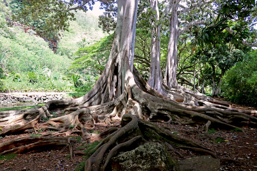 Taking the Allerton Garden Tour in Lawai Valley on the South Shore. 1 of 3 National Tropical Botanical Gardens in Kauai Hawaii. Moreton Bay Fig Trees Jurassic Park
