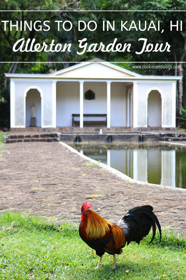 Taking the Allerton Garden Tour in Lawai Valley on the South Shore. 1 of 3 National Tropical Botanical Gardens in Kauai Hawaii. Rooster