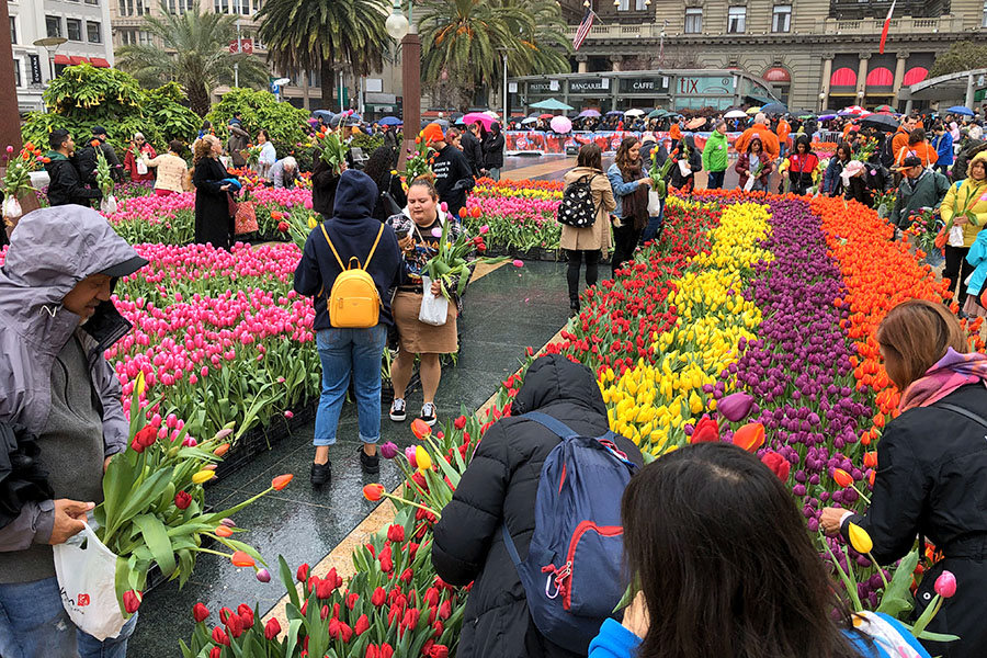 2020 Flower Bulb Day in San Francisco on March 7th! at Union Square in San Francisco on March 7. Photo from 2019 free tulips event