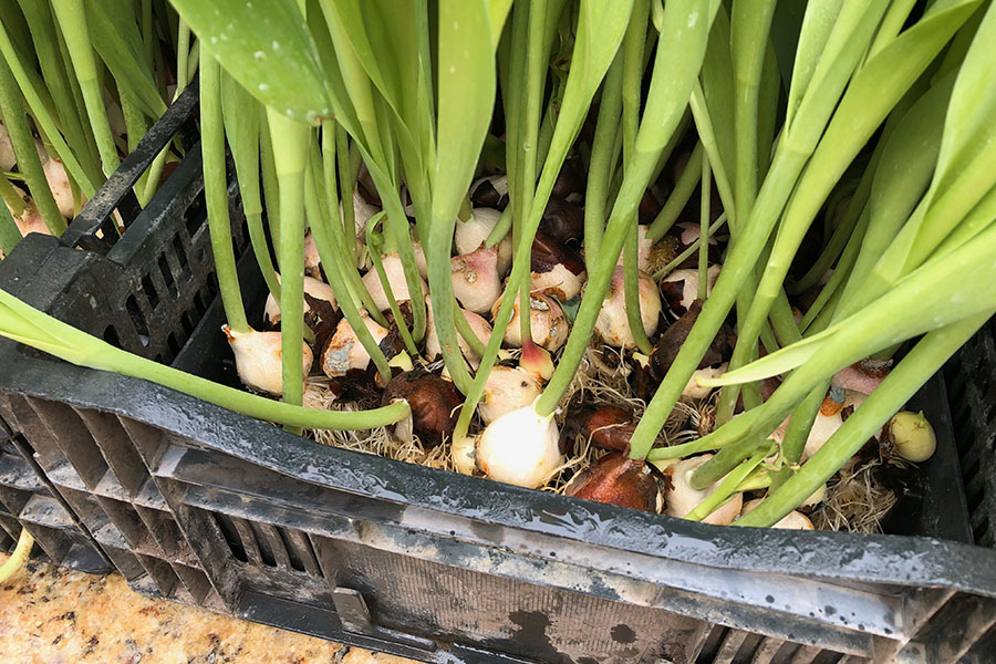 2020 Flower Bulb Day in San Francisco on March 7th! at Union Square in San Francisco on March 7. Photo from 2019 free tulips event tulip bulbs in crate